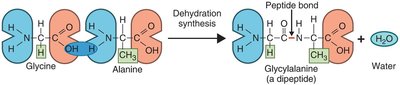 Peptide bond formation by dehydration synthesis