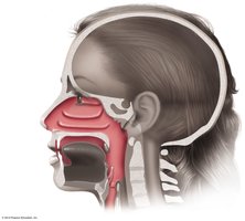 Structures of the upper respiratory system
