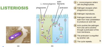 Listeria monocytogenes invasion and cell-to-cell spread