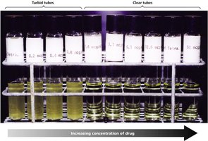 Broth dilution test for MIC determination