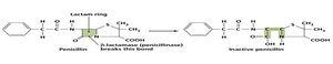 Beta-lactamase enzyme inactivating penicillin