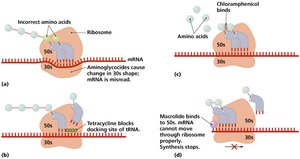 Mechanisms of protein synthesis inhibition by antibiotics