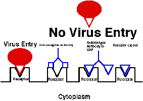 Prevention of virus entry by blocking attachment