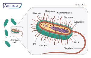 Diagram of an archaeal cell structure