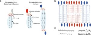 Diagram of archaeal membrane monolayer vs. bilayer