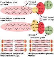 Diagram of branched isoprenoid chains in archaeal lipids