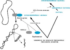 Diagram showing reverse gyrase and DNA supercoiling