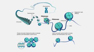 Diagram of DNA packaging with histones