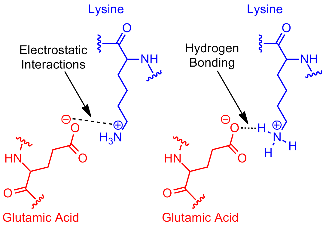 Diagram of salt bridges in protein structure