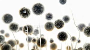 Electron micrograph of Nanoarchaeota