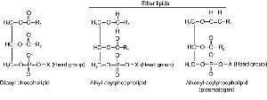 Chemical structures of ether-linked lipids