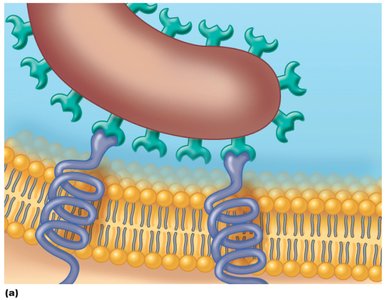 Adherence of a microbe to host cell receptors via adhesins