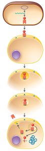 Mechanism of action of A-B exotoxin