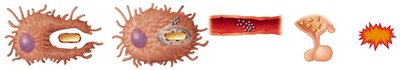 Endotoxins and the pyrogenic response