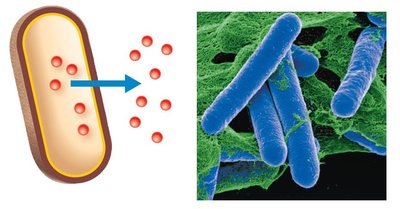 Exotoxins released from bacteria