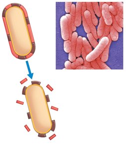 Endotoxins released from bacteria