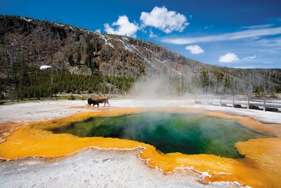 Hyperthermophilic archaea in hot springs