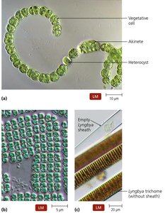 Examples of cyanobacteria with different growth habits