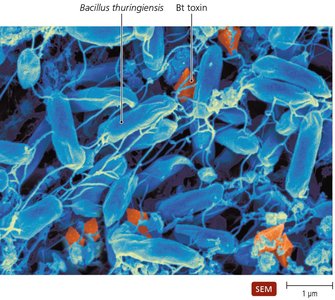 Crystals of Bt toxin produced by Bacillus thuringiensis