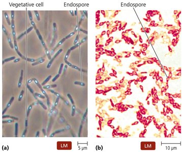 Endospores in vegetative cells