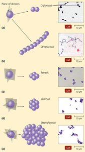 Arrangements of cocci