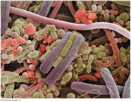 Microbial community in the human mouth