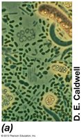 Microbial community in a lake