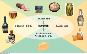 Microbial fermentation in food production