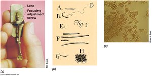 Antoni van Leeuwenhoek's microscope and drawings