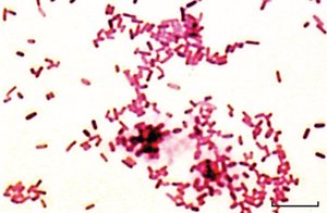 Escherichia coli under microscope