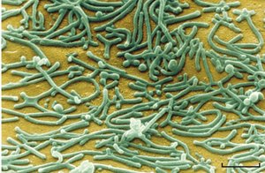 Mycoplasma under microscope