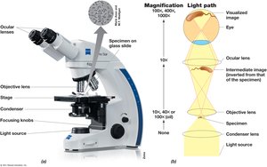 Compound light microscope diagram