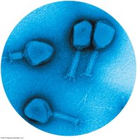 Bacteriophage T4 electron micrograph