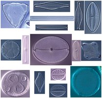 Diatoms micrograph