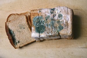 Fungi growing on bread