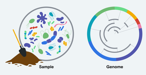 Diagram showing metagenomic sampling and genome analysis