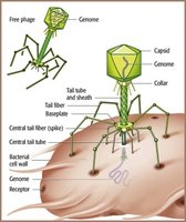 Diagram of a bacteriophage structure and infection process
