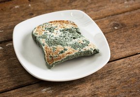 Moldy bread, representing early use of Penicillium for wound treatment