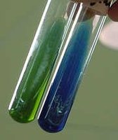 Citrate test: positive and negative results