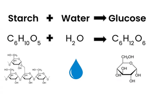 Starch hydrolysis reaction: starch + water yields glucose