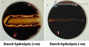 Starch hydrolysis positive and negative results