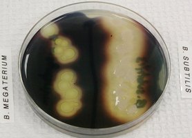 Starch hydrolysis positive: Bacillus megaterium and Bacillus subtilis