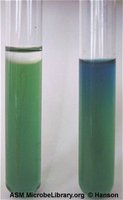 OF test: oxidative result