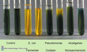 OF test: tube results for different bacteria