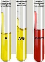 Carbohydrate fermentation tube results