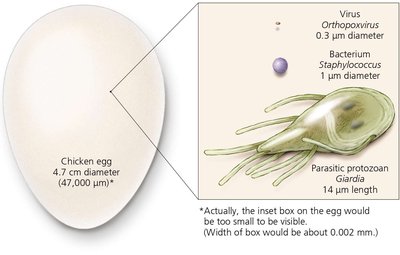 Relative sizes of virus, bacterium, protozoan, and chicken egg