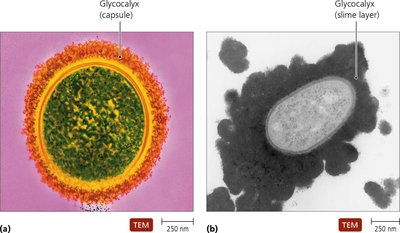 TEM images of bacterial capsule and slime layer