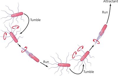 Diagram of bacterial run and tumble movement