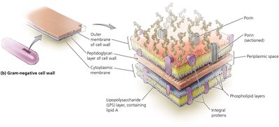 Gram-negative cell wall structure