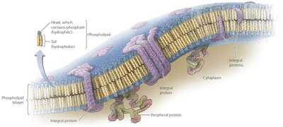 Structure of a prokaryotic cytoplasmic membrane